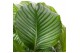 Calathea orbifolia Calathea Orbifolia2 pp zonder bloem bl. 