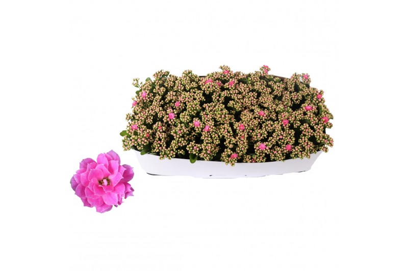 Kalanchoe rosalina don nando Kalanchoe Rosalina 12cm Don Nando roze, T 