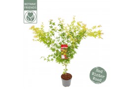 Acer palmatum Acer palm. Sangokaku