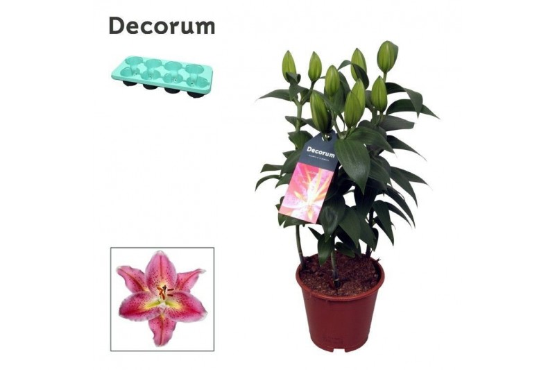 Lilium oriental reeleeze Lilium Or Reeleeze 13cm3 tak/plnt 8 bl. 