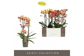 Phalaenopsis multiflora oranje Exclusivo Gold Mix 2 spikebl.  tak/plnt