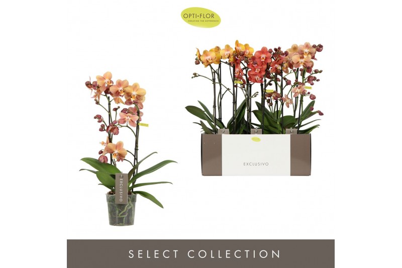 Phalaenopsis multiflora oranje Exclusivo Gold Mix 2 spikebl.  tak/plnt 