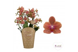 Phalaenopsis multiflora sunset love Duetto Multi - Sunset Love 60+ (Qu