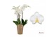 Phalaenopsis anthura oxford Duetto Oxford - 4 tak (Quattro)40 bl. 4 ta 
