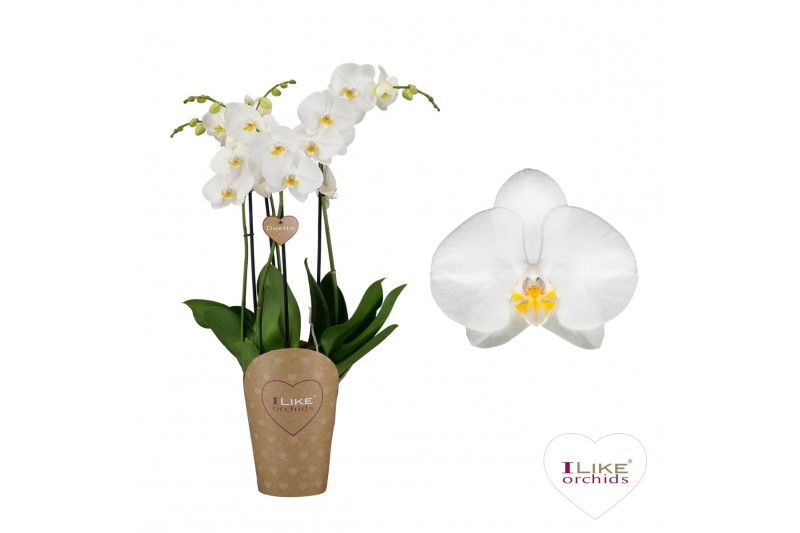 Phalaenopsis anthura oxford Duetto Oxford - 4 tak (Quattro)40 bl. 4 ta 