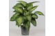 Dieffenbachia seguine reeva Dieffenbachia Reeva4 pp 