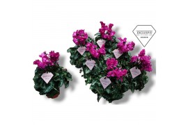 Cyclamen pers. super serie merengue Cyclamen Exclusive® Merengue Paars