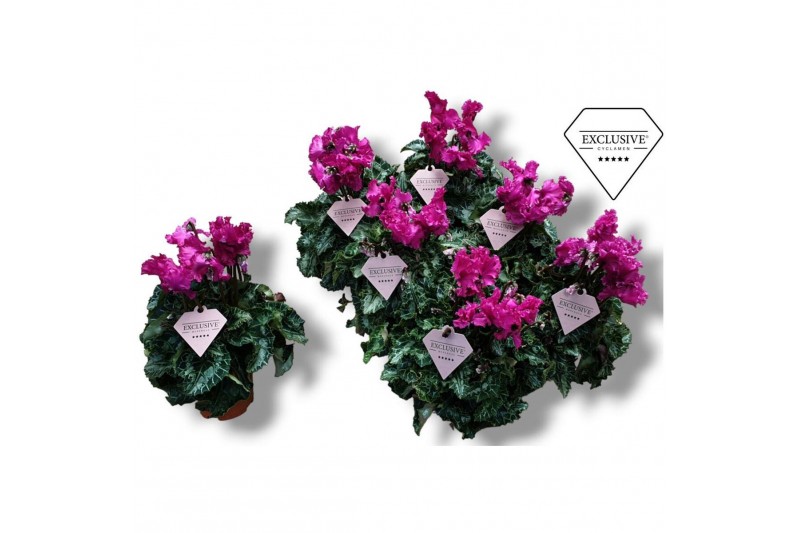 Cyclamen pers. super serie merengue Cyclamen Exclusive® Merengue Paars 