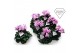 Cyclamen pers. super serie merengue Cyclamen Exclusive® Merengue Roze  