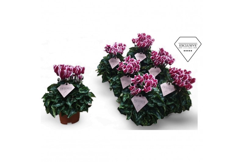Cyclamen pers. Cyclamen Exclusive® Odora Geurend!! 20 cm diameter twee 