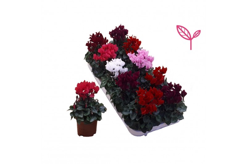 Cyclamen pers. super serie compact Cyclamen- Mi 10gts 15 cm diameter d 