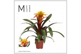 Guzmania Fiero Yellow Guzmania Fiero Yellow - 12cm | Mimesis