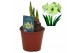 Hippeastrum Hippeastrum Luna exclusief2 tak/plnt 