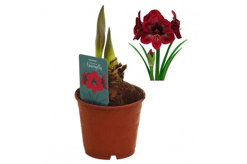 Hippeastrum Hippeastrum Premiere regular assortiment2 tak/plnt 