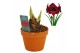 Hippeastrum Hippeastrum Premiere terracotta 15 cm2 tak/plnt 