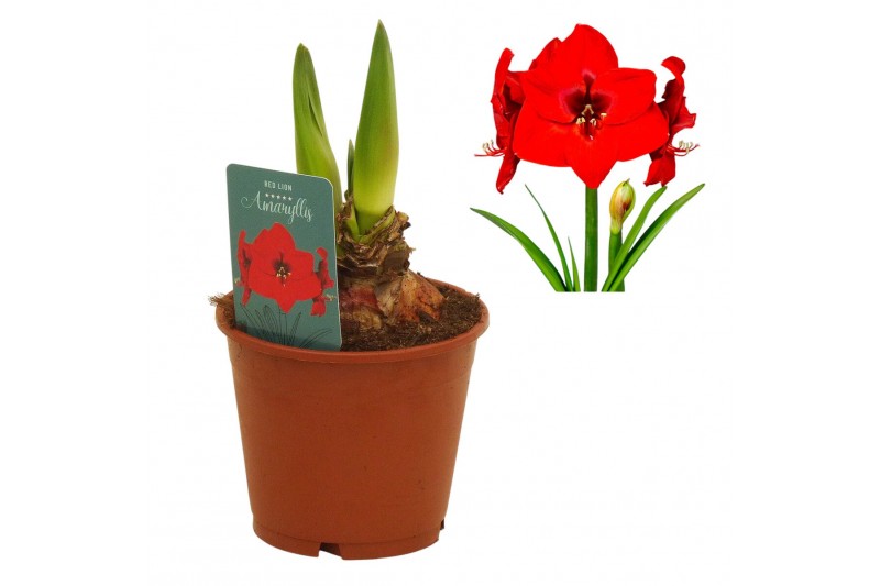 Hippeastrum Hippeastrum Red Lion regular assortiment2 tak/plnt 