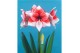 Hippeastrum Hippeastrum Stardust exclusief2 tak/plnt 