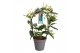 Stephanotis floribunda Stephanotis boog 11-12 tros p12per plant 