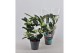 Stephanotis floribunda Stephanotis boog 11-12 tros p12per plant 