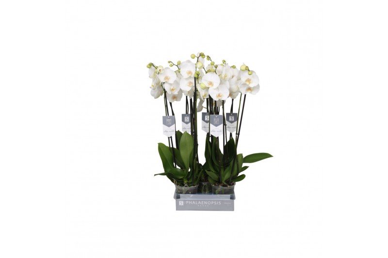 Phalaenopsis white world Phalaenopsis White World, 3-spikebl.  tak/pln 