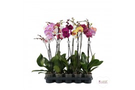 Phalaenopsis mix Phalaenopsis mix - 1 tak 80cm (Quattro)9 bl. 1 tak/pl