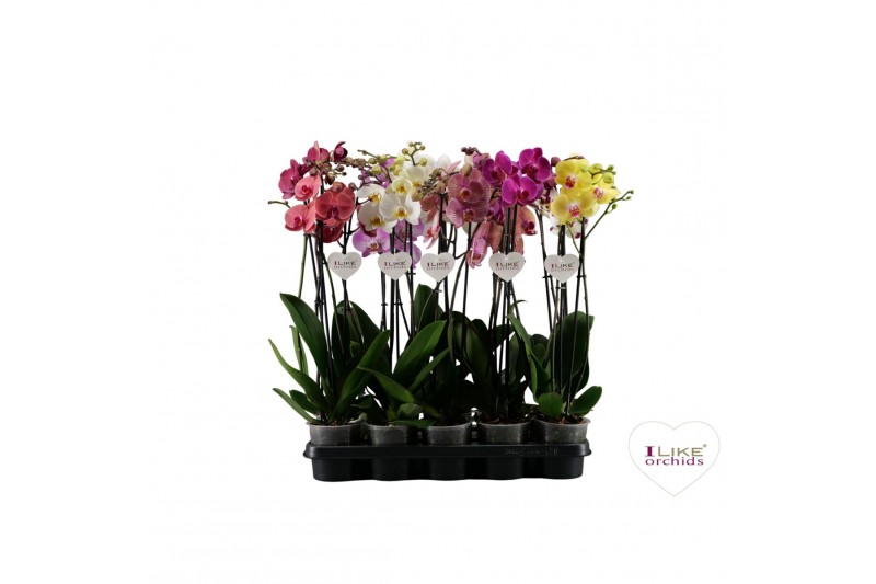 Phalaenopsis mix Phalaenopsis mix - 2 tak 70cm (Quattro)16 bl. 2 tak/p 