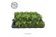 Kamerplanten mix Gemengde tray 5,5cm Mix B 
