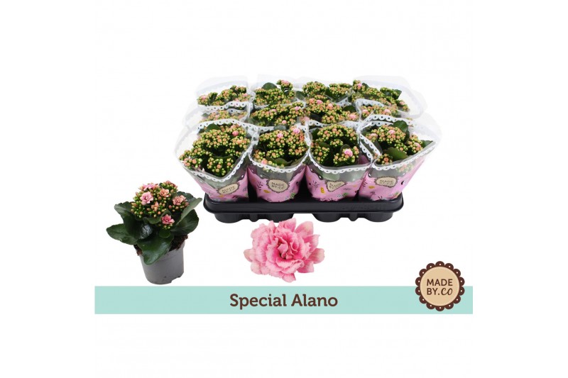 Kalanchoe bloss. rosalina alano bicolor Kalanchoë Special Alanopp 