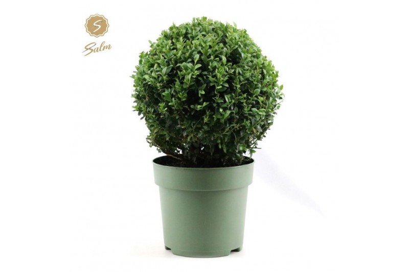 Buxus sempervirens Buxus semp. Ball Ø30cm P2330 cm diameter 