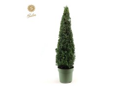 Buxus sempervirens Buxus semp. Pyramid 70cm