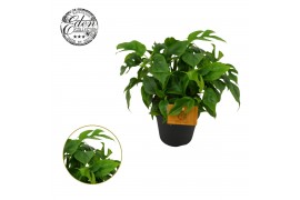 Monstera piccolo Monstera piccolo, 12cm 100 % veenvrij 1 pp