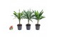 Dracaena mix Dracaena mix stam 15cm P13pp 