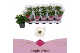 Kalanchoe asteria white Kalanchoe favorita white stadium 11 pp
