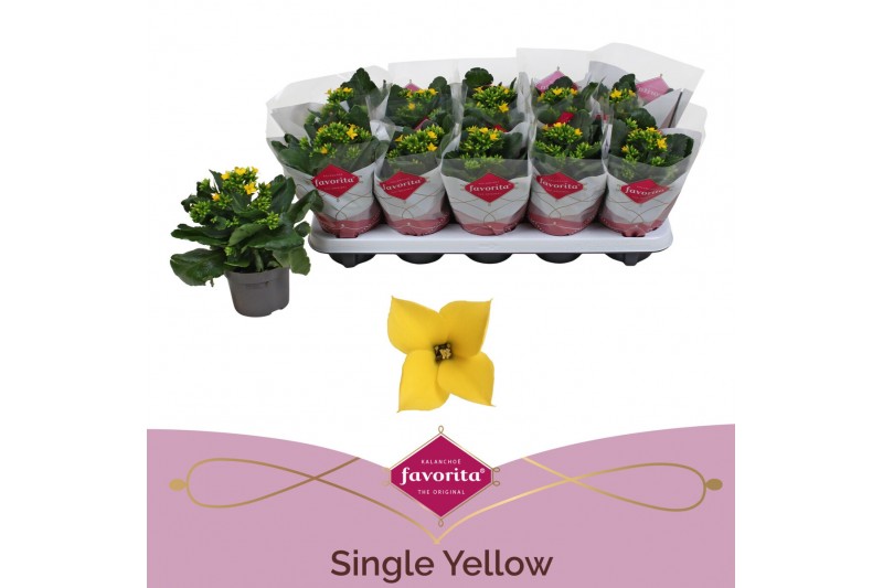 Kalanchoe solana yellow Kalanchoe favorita yellow stadium 11 pp 