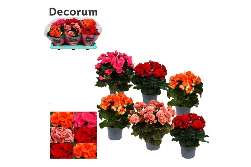 Begonia elatior du. mix Begonia 13cm mix in tray(5 kleuren) Decorum1 p 