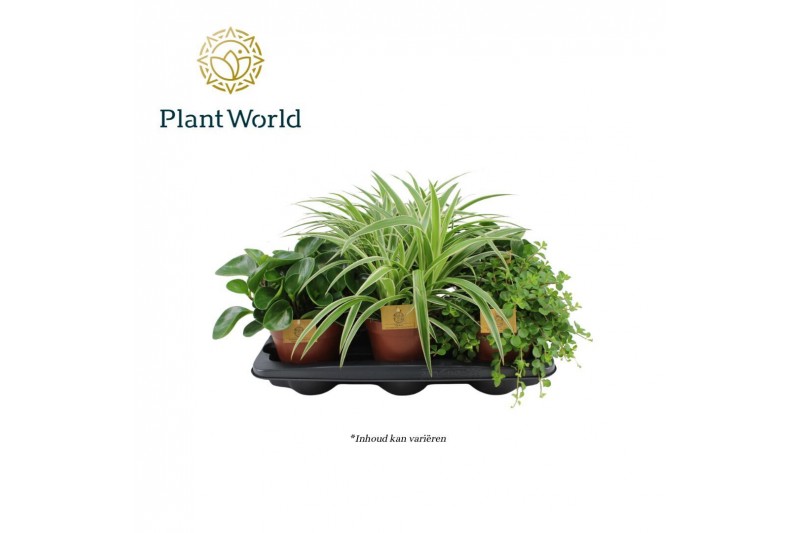 Kamerplanten mix Gemengde tray 15cm 1 pp 