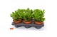 Crassula magical tree Crassula magical tree 12 