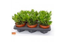 Crassula magical tree Crassula magical tree 12