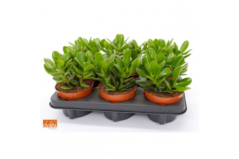 Crassula magical tree Crassula magical tree 12 