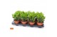 Crassula ovata trompet Crassula trompet 12 