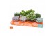 Succulenten mix Succulent mix 12 