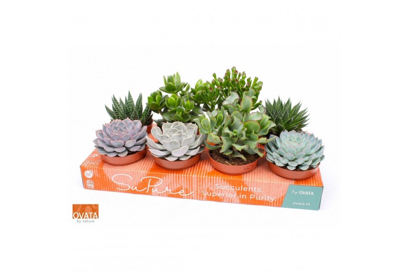 Succulenten mix Succulent mix 12 