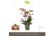 Phalaenopsis multiflora oranje Exclusivo Monaco Gold 3 spike 25 bl. 3  