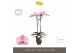 Phalaenopsis roze Optistar Madonna 2 spike in Emilia Brown Aquo 15 bl. 