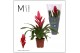 Vriesea intenso red Vriesea Intenso Red - 12cm | Mimesis 