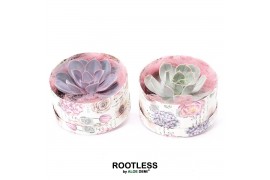 Arrangementen succulenten ROOTLESS Echeveria, Love box1 pp