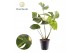 Monstera deliciosa thai constellation Monstera Thai Constellation 1 pp 