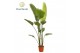 Strelitzia nicolai Strelitzia Nicolai 6 PP (zonder bloem) 225-250 cm 