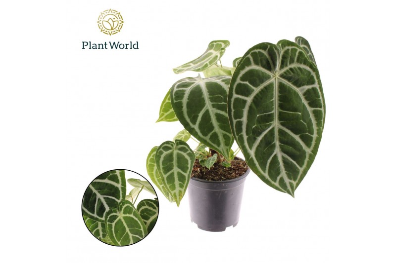 Anthurium Anthurium Chrystallinum 1 bl. overig pp 