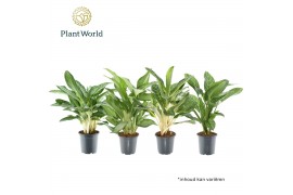 Aglaonema mix Aglaonema gemengd 2 pp